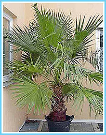 , , , , Washingtonia