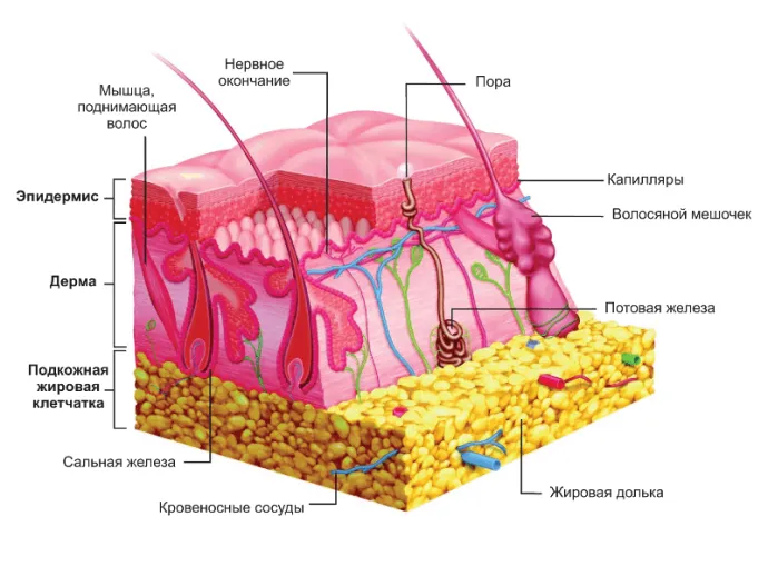 строение дермы на клеточном уровне