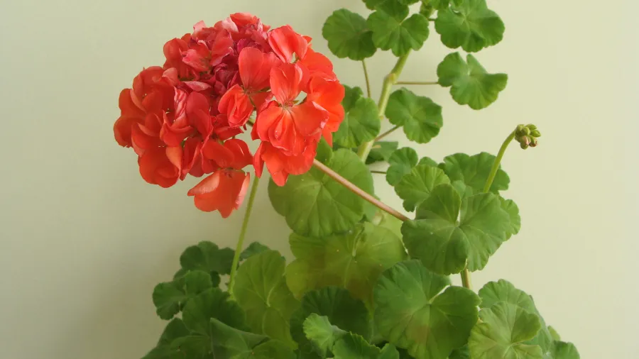 Пеларгония (Pelargonium) - виды, выращивание, уход и размножение в домашних условиях