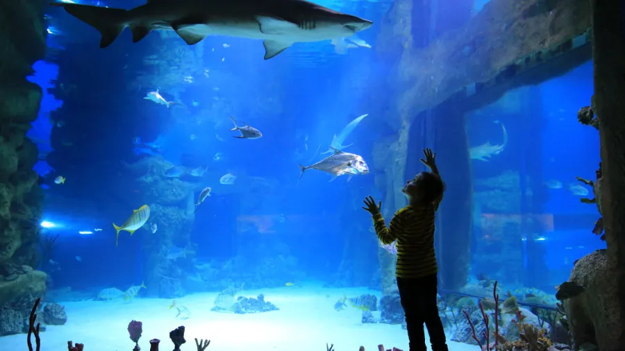 Подборка активностей Москвариума на школьные каникулы (25 октября - 2 ноября)