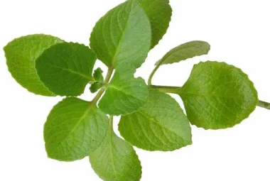 oregano.jpeg